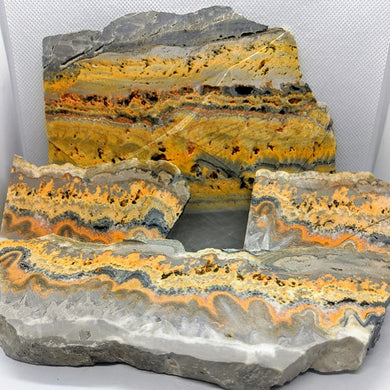 Bumble Bee Jasper