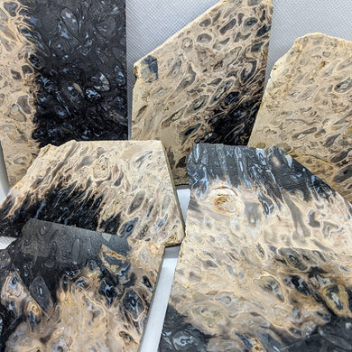 Petrified Black Palm Root